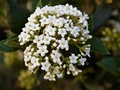 Viburnum x carlcephalum IMG_2130 Kalina angielska